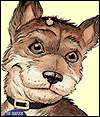 BetterDogFood